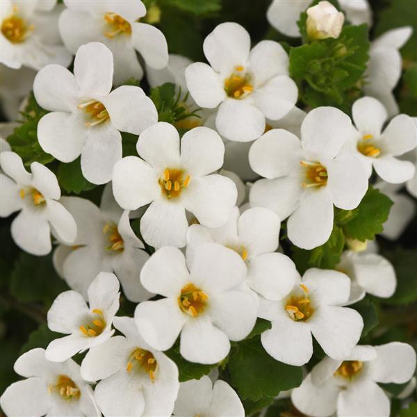 Big Falls™ White