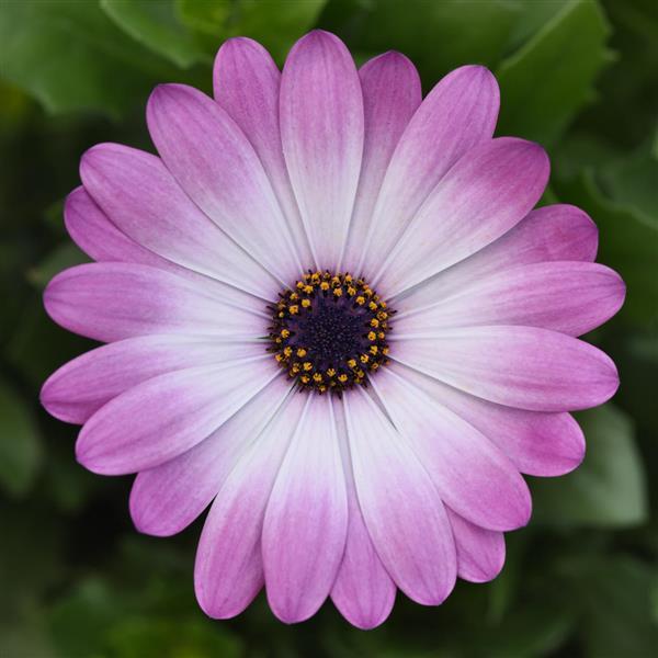 FlowerPower™ Compact Pink+Eye
