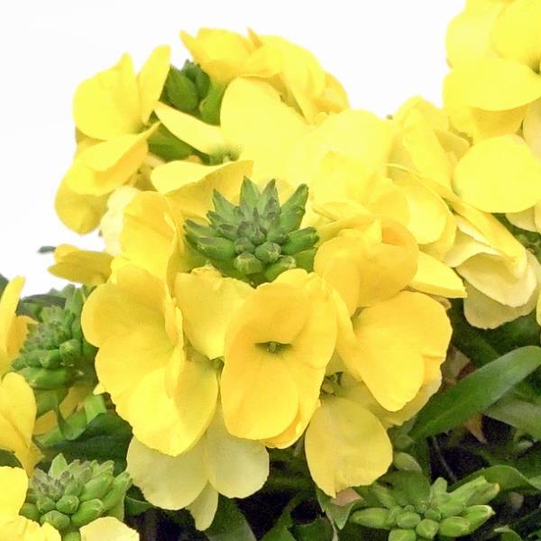 Brightside™ Yellow