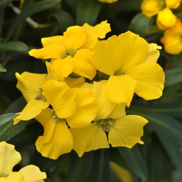Brightside™ Dark Yellow