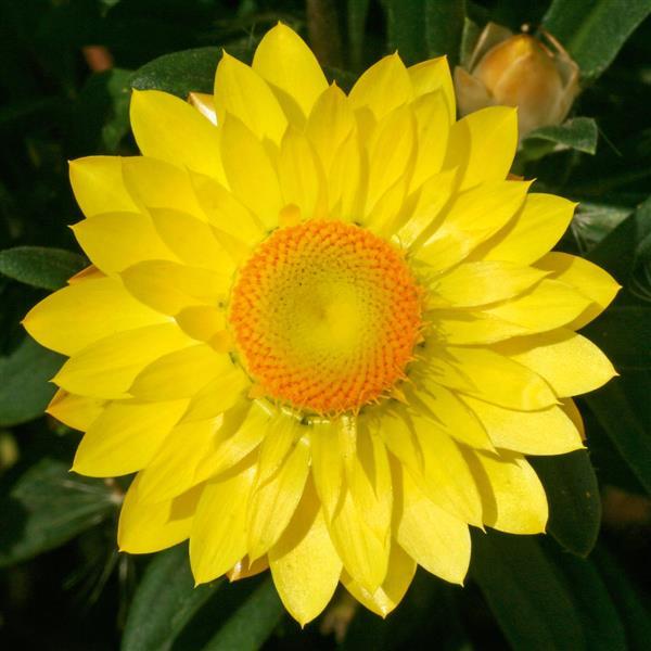 Mohave™ Yellow