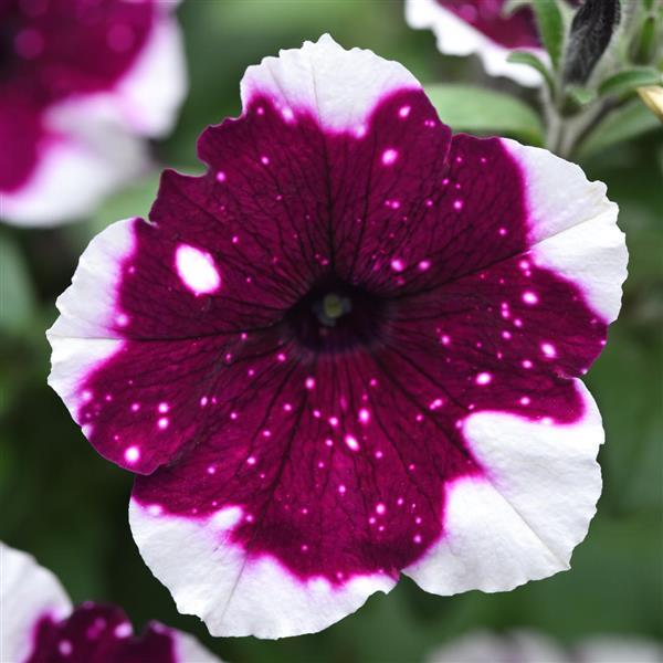 Main Stage™ Merlot Glacier Sky