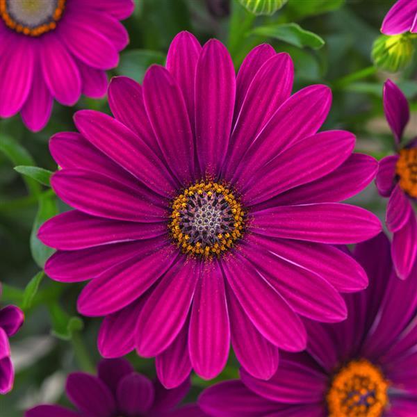 FlowerPower™ Petite Purple