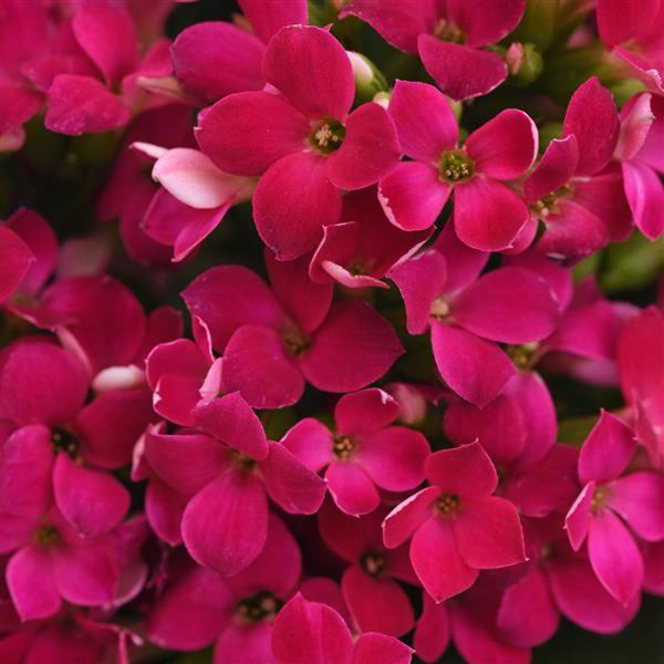 Mandala<sup>®</sup> Purple