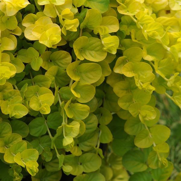 Lysimachia nummularia Goldilocks