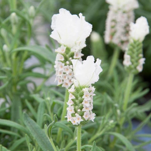 LaVela™ Compact White