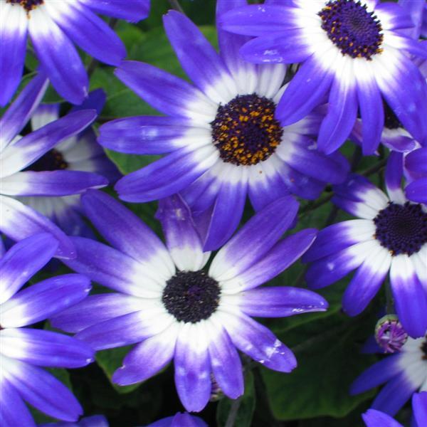 Senetti<sup>®</sup> Blue Bicolor