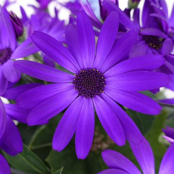 Senetti<sup>®</sup> Cobalt Blue