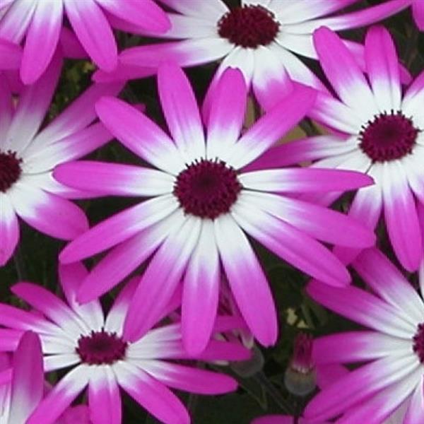 Senetti<sup>®</sup> Magenta Bicolor
