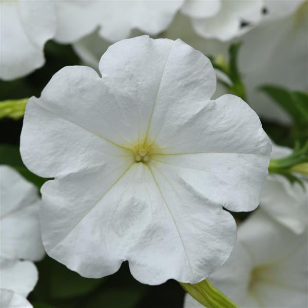 Main Stage™ White 26