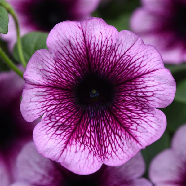 Main Stage™ Blueberry 26