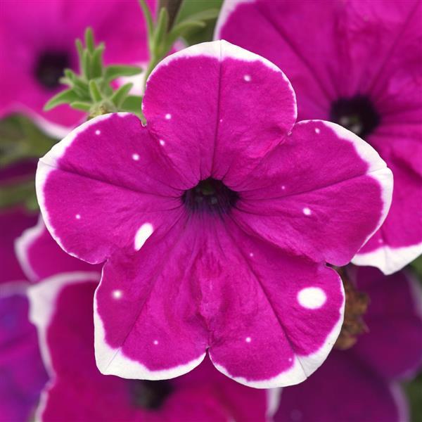 Main Stage™ Magenta Glacier Sky