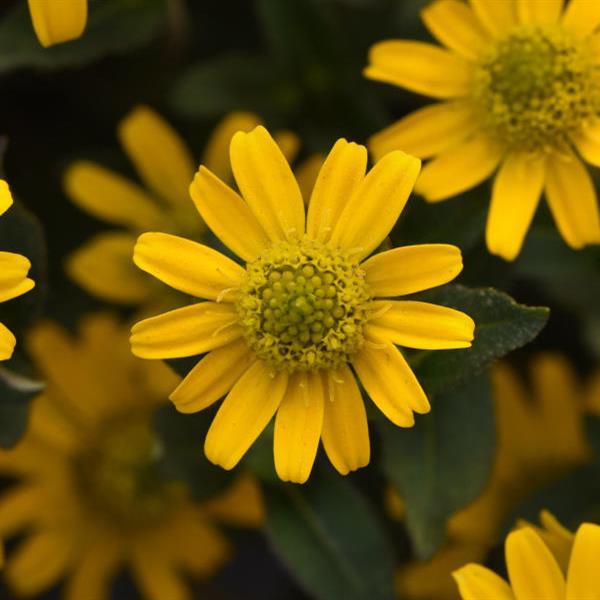 Tsavo™ Compact Yellow