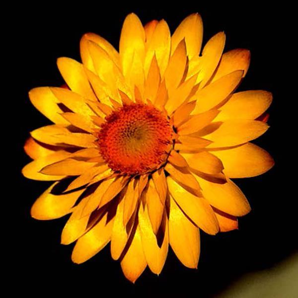 Mohave™ Basket Yellow