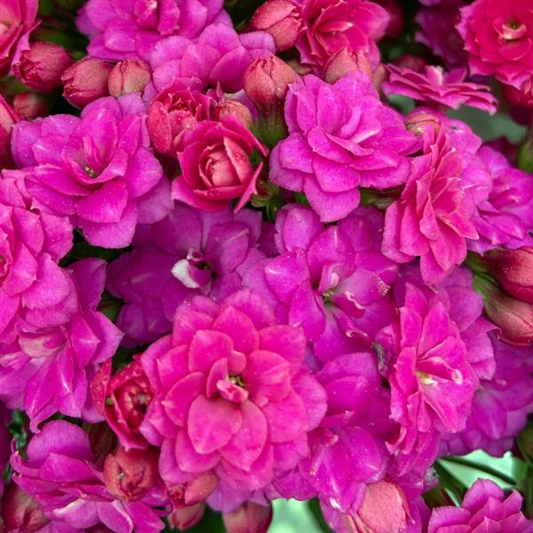 Mandala<sup>®</sup> Double Purple