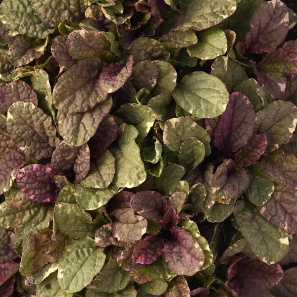 Ajuga Burgundy Glow