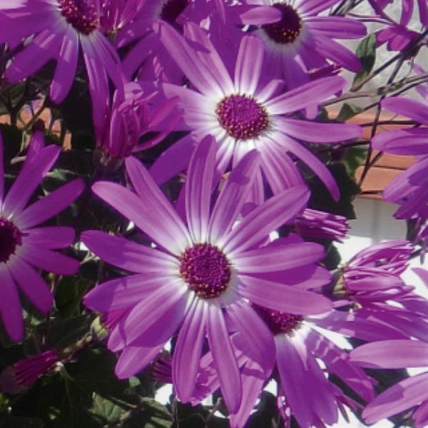 Senetti<sup>®</sup> Pink Bicolor