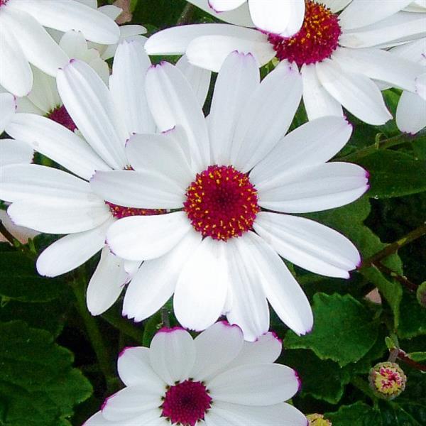 Senetti<sup>®</sup> White Red Heart