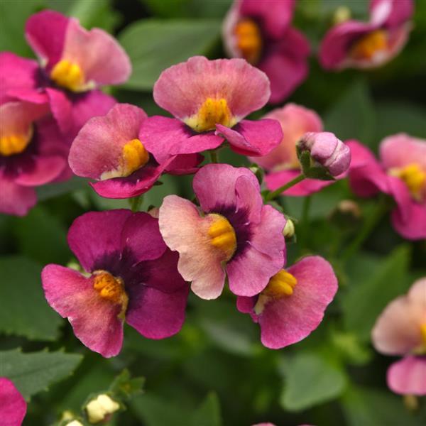 Whimsy™ Orange Sunset