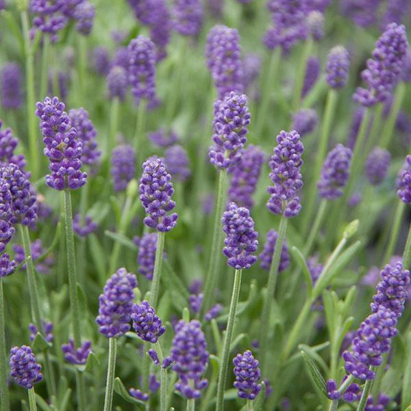 Lavandula Sweet Dreams™ Blue