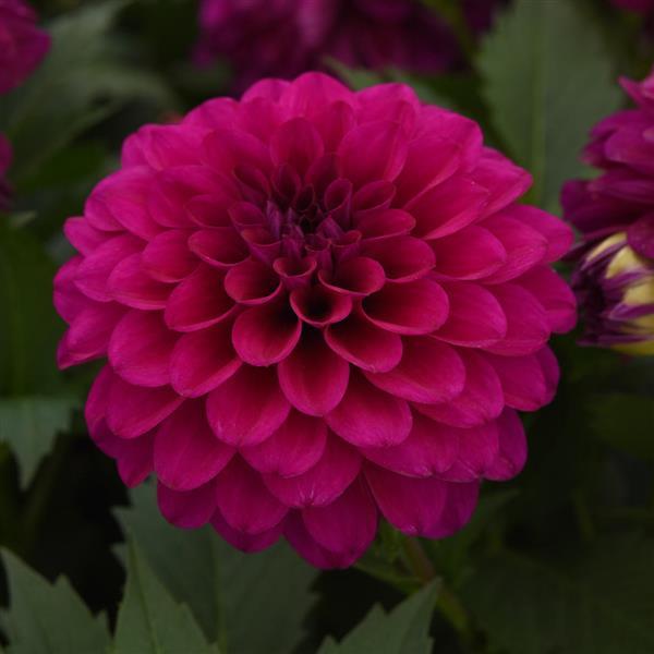 Venti™ Royal Purple