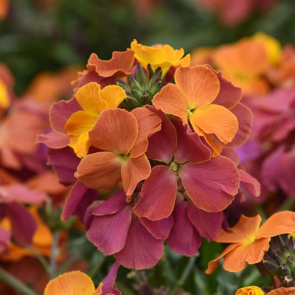 Brightside™ Orange Glow