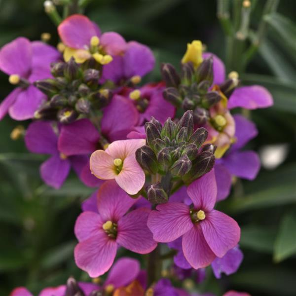 Brightside™ Purple