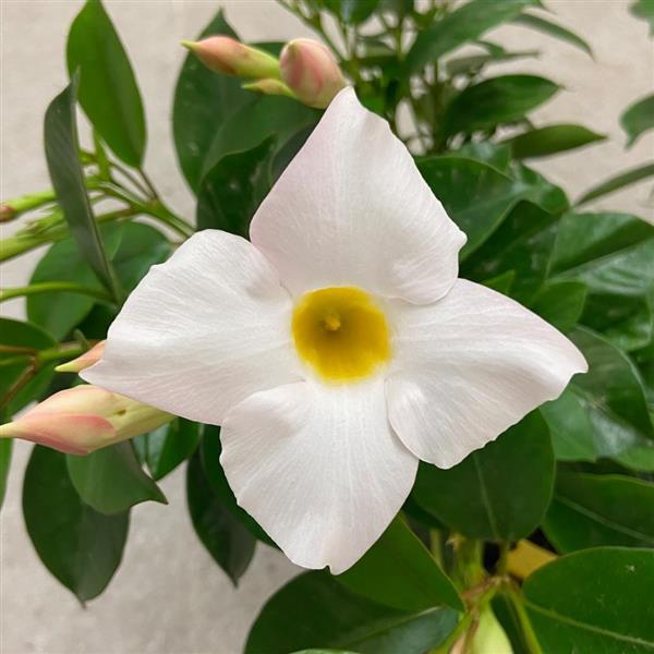 Divina Compact White