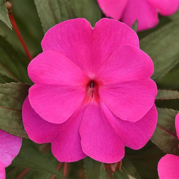 ColorPower™ Violet Shadow