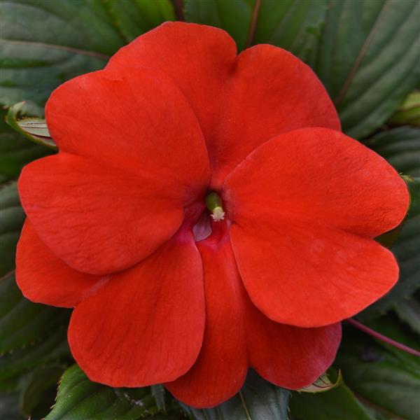 ImPower™ Red