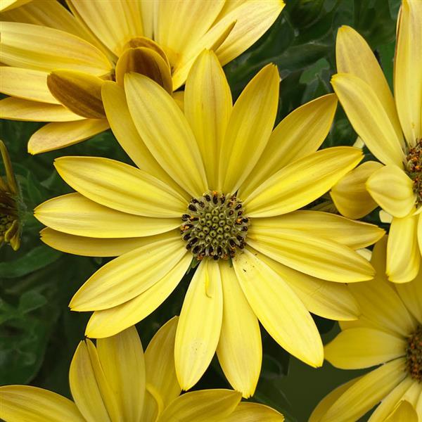 FlowerPower™ Petite Yellow