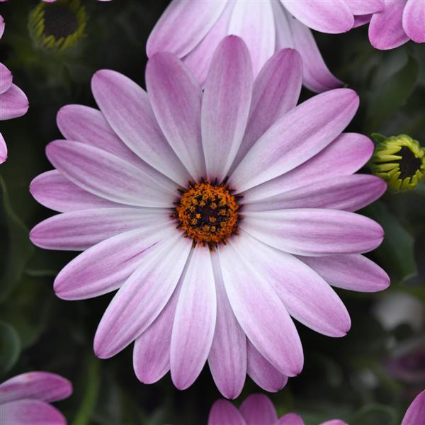 FlowerPower™ Petite Light Pink+Eye