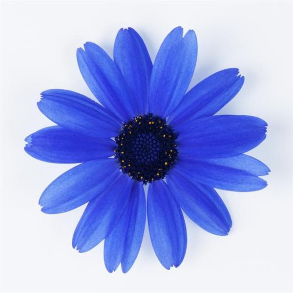 Senetti<sup>®</sup> Super Blue