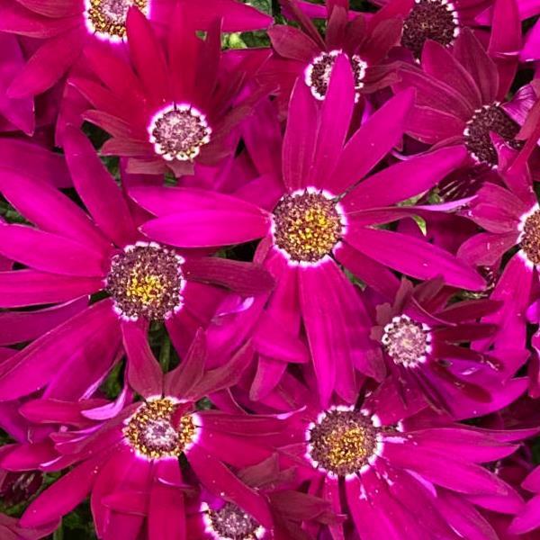 Senetti<sup>®</sup> Bright Carmine