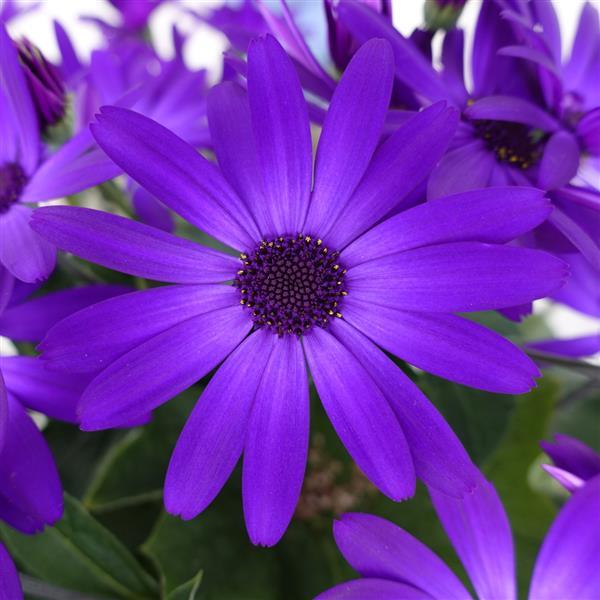 Senetti<sup>®</sup> Kobalt Blue