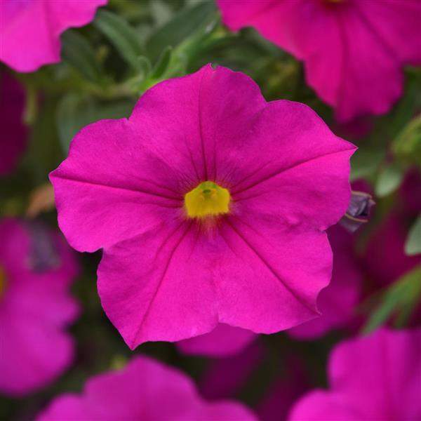 EnViva™ Pink