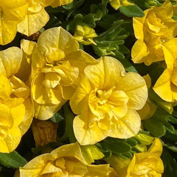 MiniFamous<sup>®</sup> Evo Double Yellow 27