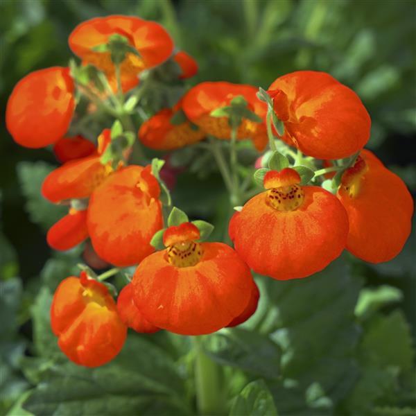 Calynopsis™ Orange