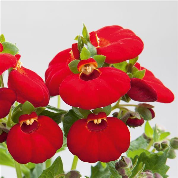 Calynopsis™ Red