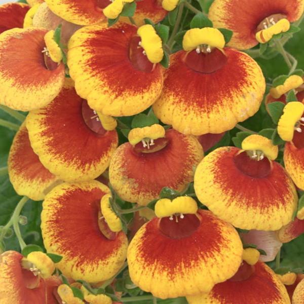 Calynopsis™ Red+Yellow Eye 27