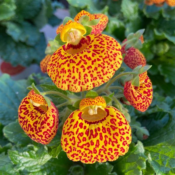 Calynopsis™ Yellow Leopard