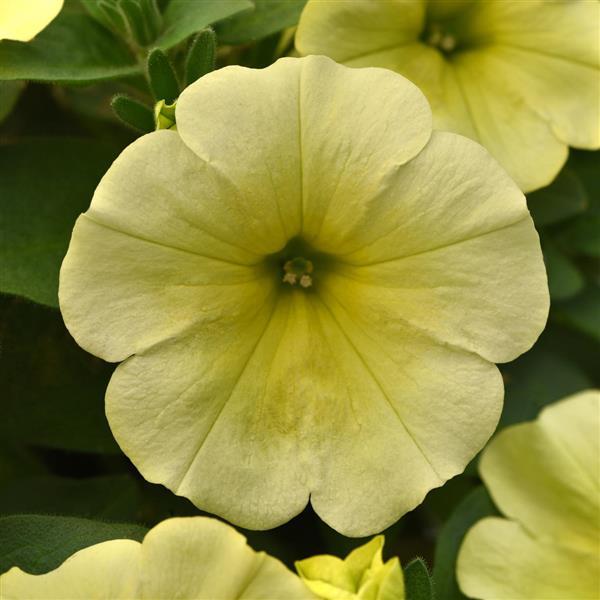 Starlet™ Yellow 27