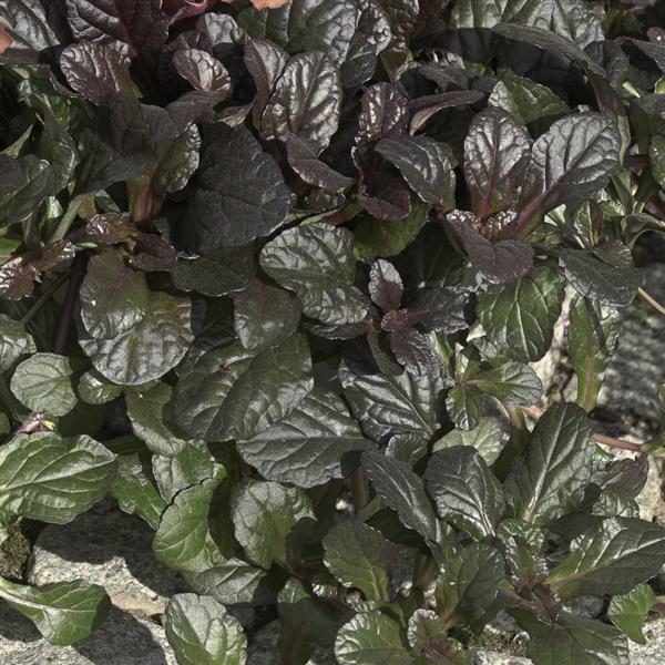Ajuga Chocolate Chunk