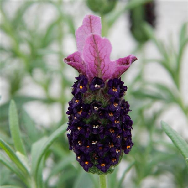 LaVela™ Compact Dark Violet
