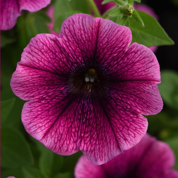 Starlet™ Blueberry Vein