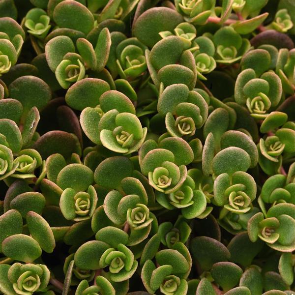 Sedum tetractinum Coral Reef