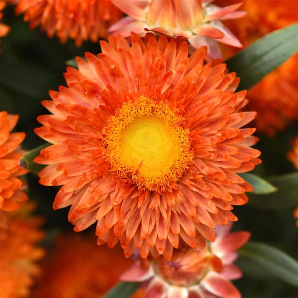 Mohave™ Orange