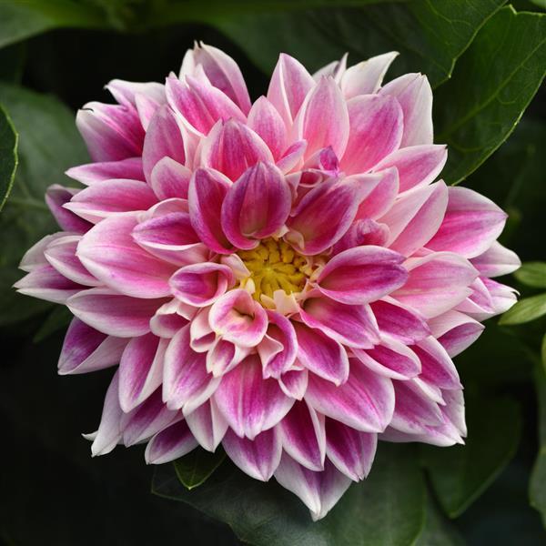 Dahlietta<sup>®</sup> Louise