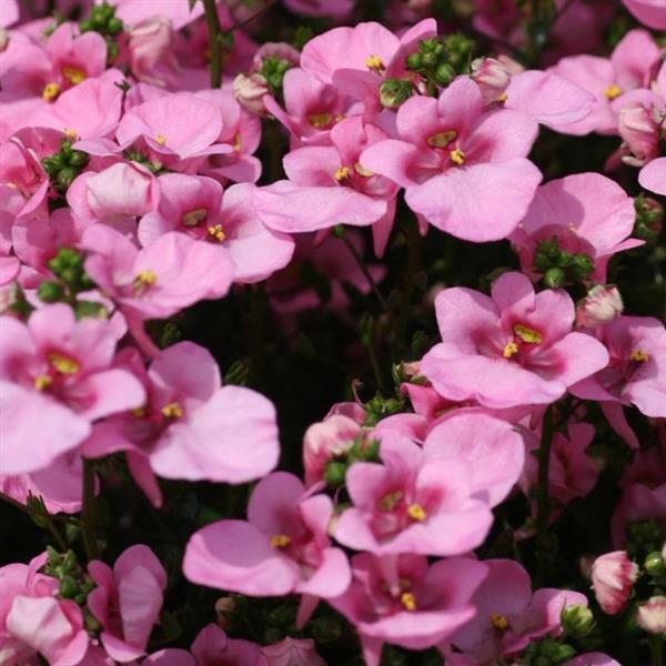 Piccadilly™ Pink