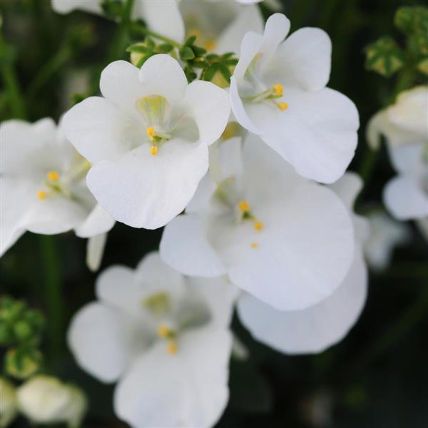 Piccadilly™ White